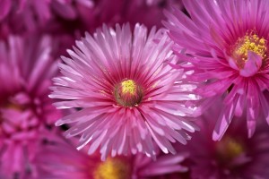 Pink Ice Plant Flowers